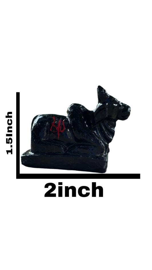 Black Nandi  (1.5Inch/2Inch)